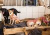CAMPANHA DO TREZE HORAS: ADOTE UM PET NESTE NATAL – Podcast