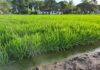 AGRO: LAVOURA DE ARROZ AINDA TEM PEQUENO PERCENTUAL A SER SEMEADO NO RS