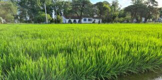 ABERTURA DA COLHEITA DO ARROZ ACONTECE DE HOJE ATÉ QUINTA-FEIRA