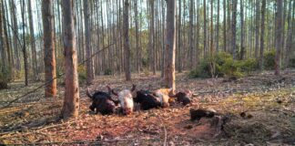 CRIME DE ABIGEATO VOLTA A RONDAR A REGIÃO – ENTREVISTA COM O AGRO-PECUARISTA RAFAEL ALBERNAZ LOPES – Podcast