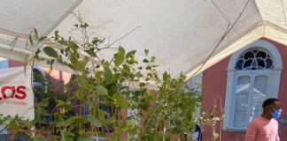 DRIVE AMBIENTAL DISTRIBUI MAIS DE MIL MUDAS DE PLANTAS NATIVAS