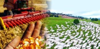 PIB DO RS REGISTRA ALTA DE 10,4% EM 2021 – Podcast