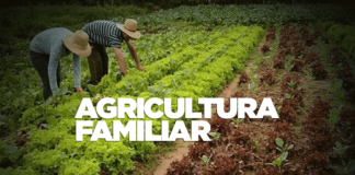 ARTIGO – AGRICULTURA FAMILIAR EM PELOTAS: CRÉDITO E DIVERSIFICAÇÃO