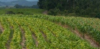 ABERTURA DA COLHEITA DO TABACO ACONTECE NESTA TERÇA-FEIRA EM SÃO LOURENÇO DO SUL