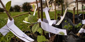 PELOTAS VERDE: MUNICÍPIO ABRE LICITAÇÃO PARA PLANTIO ARBÓREO
