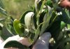 PRODUÇÃO DE AZEITE DE OLIVA NO RS AUMENTA 29%