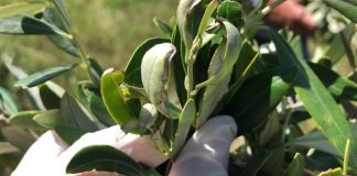 PRODUÇÃO DE AZEITE DE OLIVA NO RS AUMENTA 29%