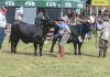 AGRO: ANC DEFINE DATA DA FENAGEN PROMEBO EM PELOTAS – Podcast
