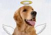 ARTIGO – A MORTE DO JOCA