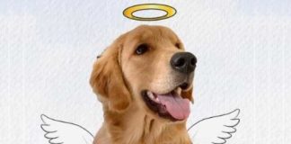 ARTIGO – A MORTE DO JOCA