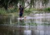 ARTIGO – A RESILIÊNCIA GAÚCHA