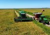 COLHEITA DO ARROZ ENCERRA NO RS COM 7,16 MILHÕES DE TONELADAS DO GRÃO