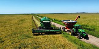 ARROZ GAÚCHO GANHA DESTAQUE NO CONGRESSO BRASILEIRO DE NUTRIÇÃO