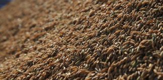 FEDERARROZ PEDE HABILITAÇÃO EM AÇÃO CONTRA IMPORTAÇÃO DE ARROZ E JUSTIÇA SUSPENDE LEILÃO