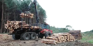 CULTIVAR FLORESTAS É IMPORTANTE PARA O MEIO AMBIENTE AFIRMAM AMBIENTALISTAS
