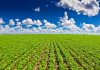 PELOTAS SEDIA CONGRESSO NACIONAL DE DIREITO AGRÁRIO FOCANDO EM SEGURANÇA JURÍDICA E DESENVOLVIMENTO DO AGRONEGÓCIO