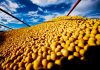 AGRO: CONAB MANTÉM PREVISÃO DE SAFRA RECORDE NO RS – Podcast