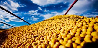 AGRO: CONAB MANTÉM PREVISÃO DE SAFRA RECORDE NO RS – Podcast