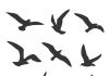 ARTIGO – O VOO DOS SENTIDOS