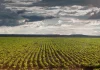 AGRO: PLANTIO DE SOJA NO RS SE APROXIMA DO FINAL