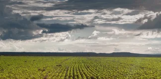 AGRO: PLANTIO DE SOJA NO RS SE APROXIMA DO FINAL