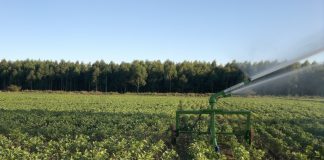 ENTIDADES CONTESTAM NÚMEROS DA CONAB SOBRE A SAFRA DE ARROZ