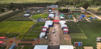 VITRINES TECNOLÓGICAS DA ABERTURA DA COLHEITA DO ARROZ ESTÃO EM FASE AVANÇADA DE CICLO DOS CULTIVARES