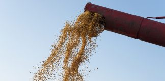 SUPERSAFRA DE GRÃOS 2024/25: POR QUE A ARMAZENAGEM SERÁ O GRANDE DESAFIO?
