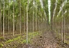 CMPC PROSPECTA 11,7 MIL HECTARES PARA O PLANTIO DE EUCALIPTO DURANTE A 41a. FEOVELHA