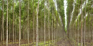 CMPC PROSPECTA 11,7 MIL HECTARES PARA O PLANTIO DE EUCALIPTO DURANTE A 41a. FEOVELHA
