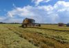 COLHEITA DE ARROZ ATINGE 14,69% DA ÁREA SEMEADA