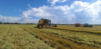 COLHEITA DE ARROZ ATINGE 14,69% DA ÁREA SEMEADA