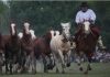 ARTIGO – OS GALOPES DE GARIBALDI