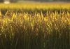 COLHEITA DO ARROZ AVANÇA NO RS MAS PREÇOS PREOCUPAM PRODUTORES