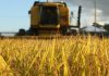 FEDERARROZ INDICA QUE PANORAMA DO MERCADO DE ARROZ DEVE MUDAR NAS PRÓXIMAS SEMANAS