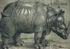 ARTIGO – O RINOCERONTE DE DÜRER