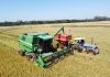 COLHEITA DO ARROZ ATINGE 85,7% DA ÁREA SEMEADA DO RS