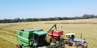 COLHEITA DO ARROZ ATINGE 85,7% DA ÁREA SEMEADA DO RS