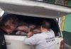 FISCALIZAÇÃO APREENDE MAIS DE 600 QUILOS DE CARNE