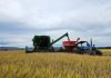 ÁREA DE ARROZ PLANTADA NO ESTADO RECUA 8% NA SAFRA 2025/2026