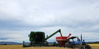 COLHEITA DO ARROZ SE APROXIMA DOS 88% DA ÁREA SEMEADA NO ESTADO