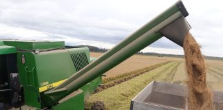 COLHEITA DO ARROZ NO ESTADO ULTRAPASSA 99% DA ÁREA PLANTADA