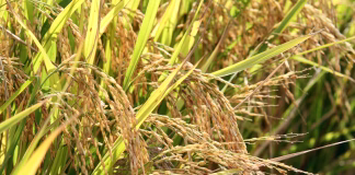 ATO EM PELOTAS MARCA RETOMADA DOS ESTOQUES PÚBLICOS DE ARROZ NO BRASIL APÓS 11 ANOS
