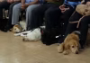 PRIMEIRO ENCONTRO DE CÃES-GUIA ACONTECEU EM PORTO ALEGRE