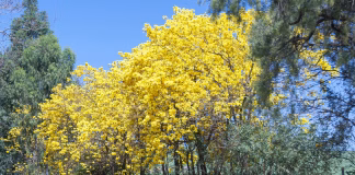 PRIMAVERA COMEÇA NESTA SEGUNDA-FEIRA (22/9)