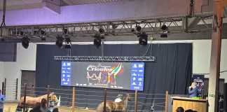 TREZE HORAS NA EXPOINTER: CAVALO CRIOULO MOVIMENTA 14,5 MI EM ANIMAIS E NEGÓCIOS NA CIDADE DO CAVALO CRESCEM ATÉ 30%