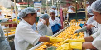 CONAB ANUNCIA R$ 4 MI PARA COMPRA DE PÊSSEGO DE PRODUTORES DO RS
