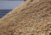 EXPORTAÇÃO DE ARROZ SOBE 80%, MAS RECEITA CAI COM PREÇO MENOR