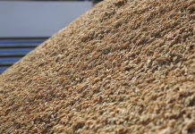 EXPORTAÇÃO DE ARROZ SOBE 80%, MAS RECEITA CAI COM PREÇO MENOR