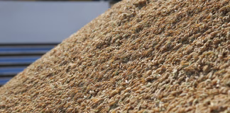 EXPORTAÇÃO DE ARROZ SOBE 80%, MAS RECEITA CAI COM PREÇO MENOR